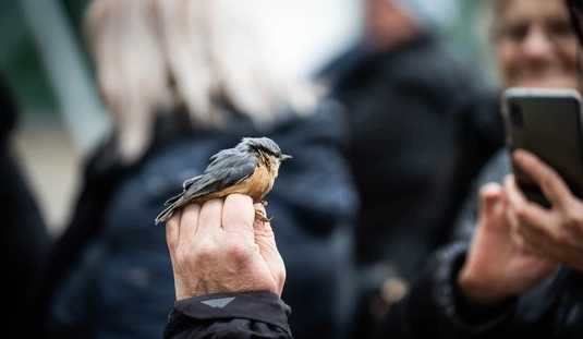 10. Miskolci Bagolyles 