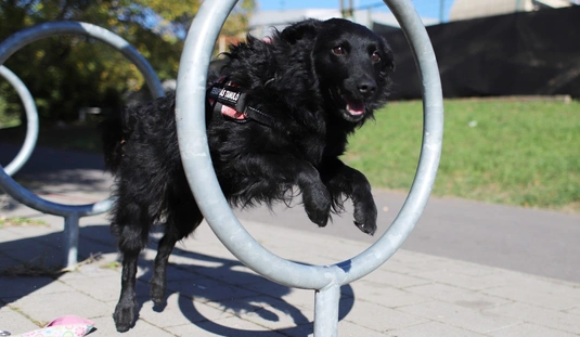 A Miskolci Második Esély Állatvédő Alapítvány jótékonysági rendezvénye 
