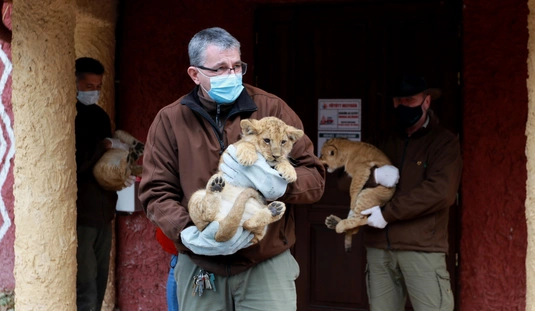 Oroszlánkölykök jöttek a világra a Miskolci Állatkertben 