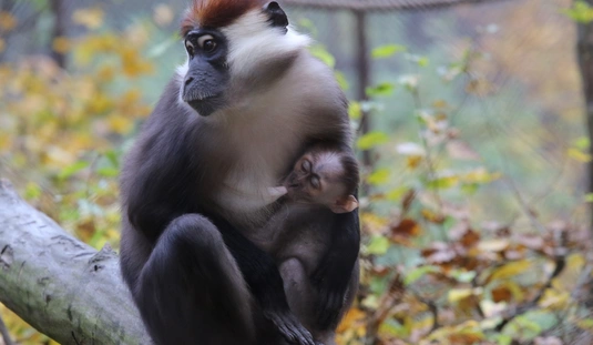 Örvös mangábé született a miskolci állatkertben 