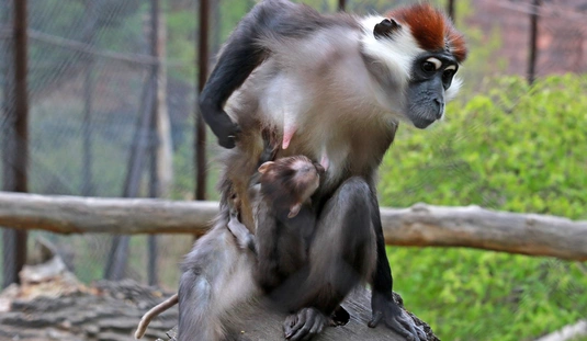 Örvös mangábé született a Vadasparkban 