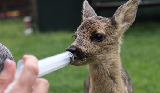 Mentett őzgidák Mályiban 