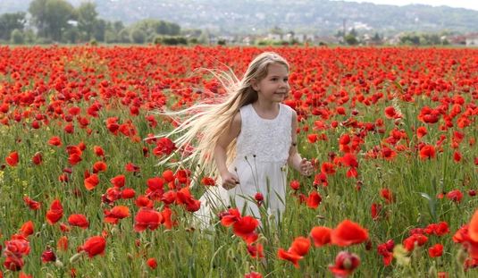 Pipacsmező Miskolcon 