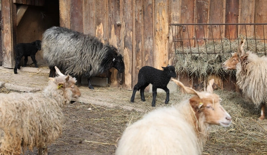 Tavasz a vadasparkban 