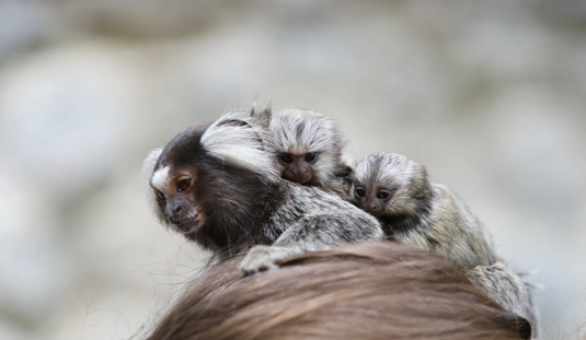 Selyemmajmok születtek a Miskolci Állatkertben  