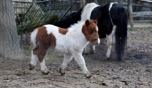 Shetlandi póni csikó született a miskolci állatkertben 