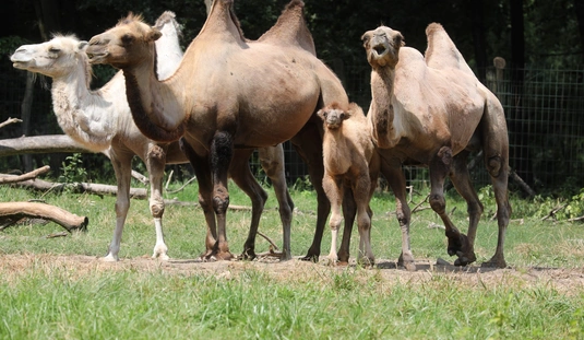 Tevecsikó született Miskolcon 