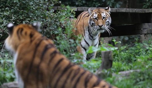 Tigrisek Nemzetközi Napja a Miskolci Állatkertben 