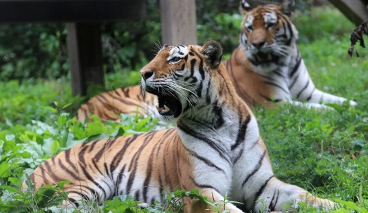Tigrisek napja a Miskolci Álltkert és Kutúrparkban 