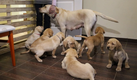 Nevet kaptak a leendő vakvezetők  
