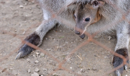 Kengurubébik a Miskolci Állatkertben 
