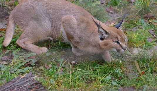 Állatkert - a hónap állata -