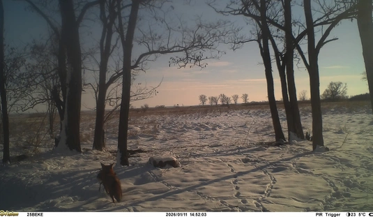 Vadkamera titkai. Forrás: Bükki Emlőstani Kutatócsoport Egyesület
