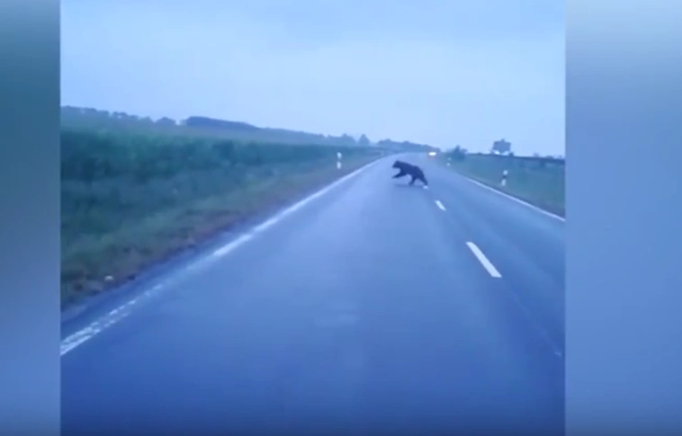 Csongrádban is ijesztgetett a medve - már a katasztrófavédelmet is mozgósították (Videóval)