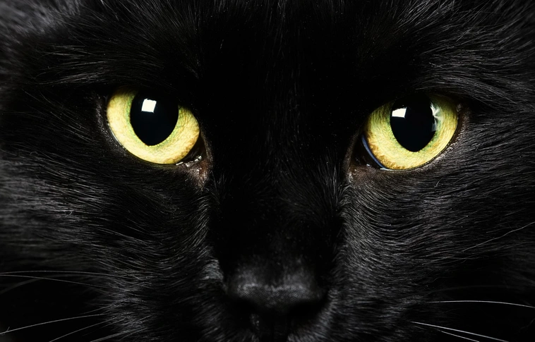 Behemót-centrikus tárlatvezetést indít novembertől a moszkvai Bulgakov-múzeum