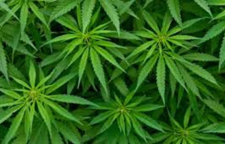 Göncruszkán termesztették a kannabisz – letartóztatásba kerültek