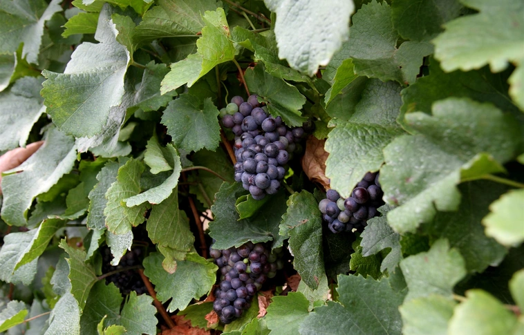 Rekord szőlő- és bortermésre számít az Agrárminisztérium idén