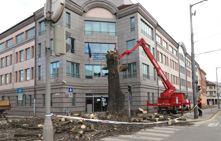kormányhivatal bálványfa fakivágás