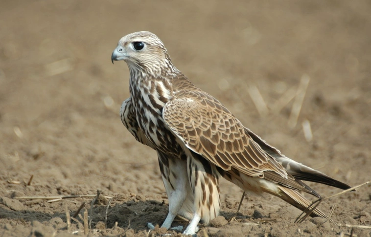 Az év madara a kerecsensólyom Fotó: MME