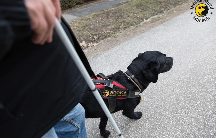 Hangjelzés nélkül még kutyával sem könnyű az átkelés a zebrán. Fotó: Baráthegyi Vakvezető Kutya Iskola