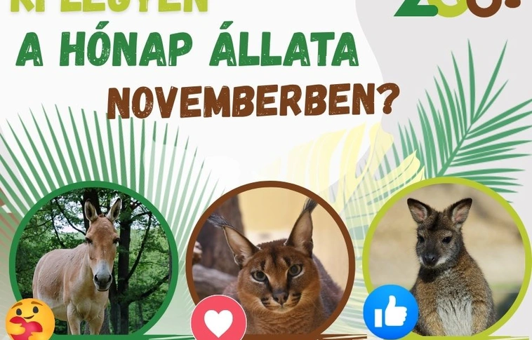hónap állata szavazás Miskolci Állatkert