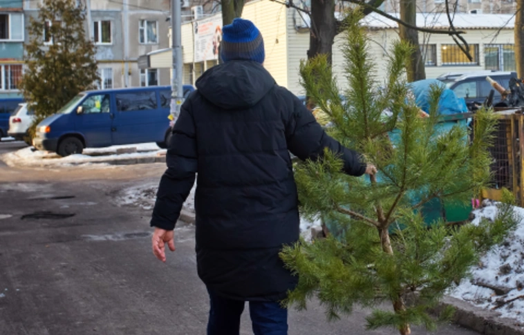 fenyőfa gyűjtés MiReHu