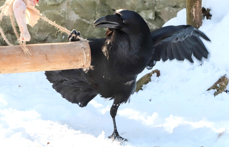 fekete holló miskolci állatkert. Fotó: Mocsári László