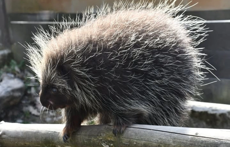 Észak-amerikai kúszósül március hónap állata