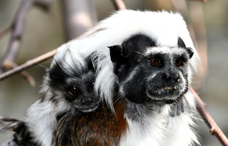 A Liszt-majmocska lett a hónap állata áprilisban
