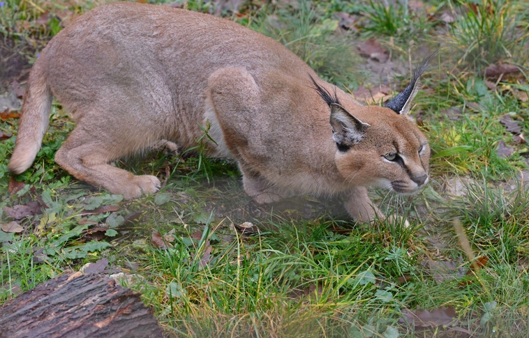 Állatkert - a hónap állata -