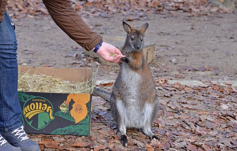 Befogadták a kenguruk a kis árvát