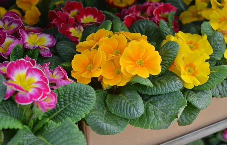 Nőnapi készület a virágkertészetben