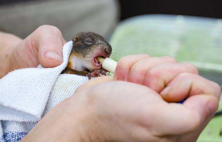Kis mókusok, kis libák a Madármentő Állomáson Mályiban