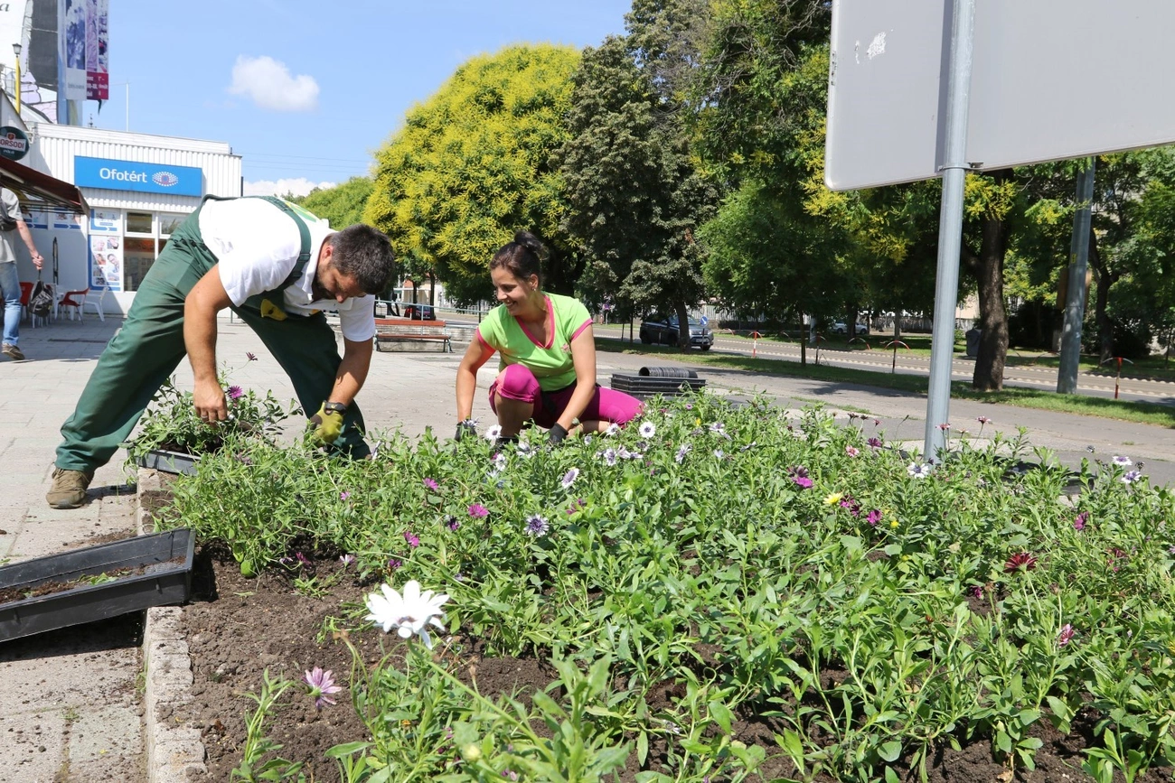 Képünk a tavalyi virágosítás során készült