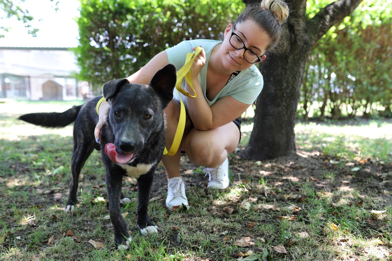 állategészségügyi telep nyílt nap kutyagolás