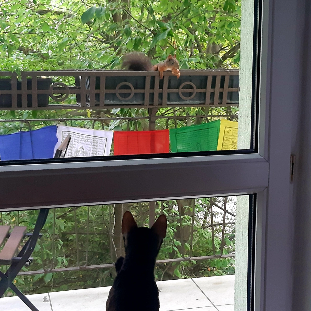 Mókus és macska szemeznek