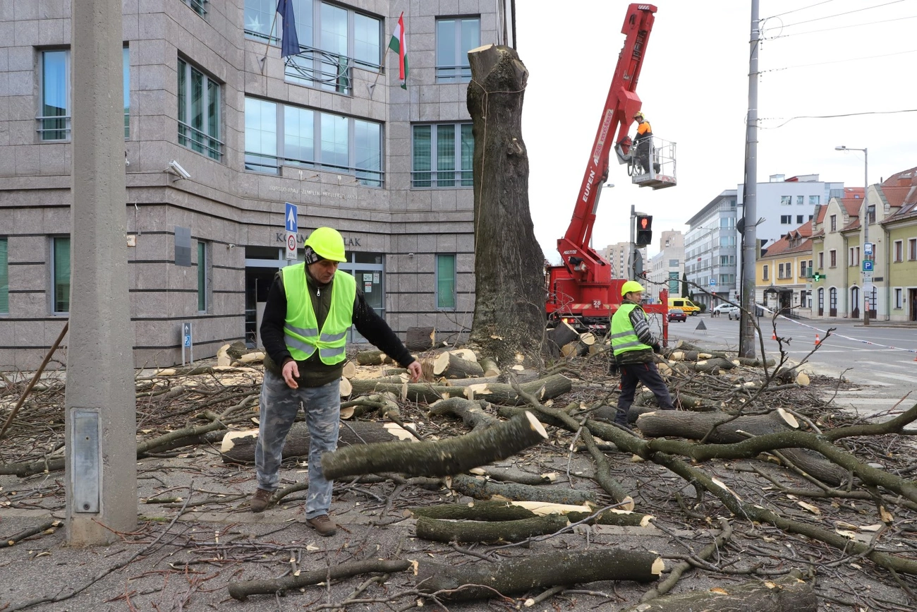 kormányhivatal bálványfa fakivágás