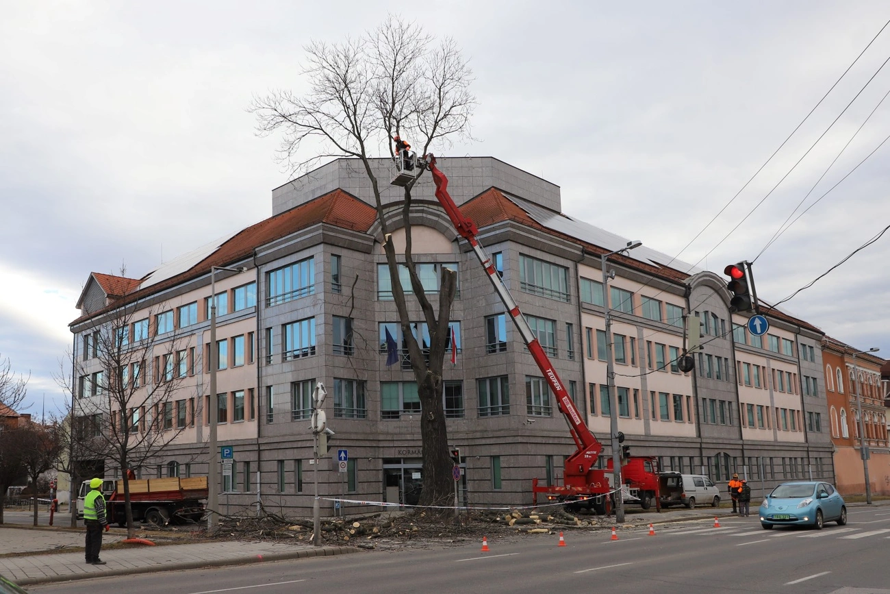 kormányhivatal bálványfa fakivágás