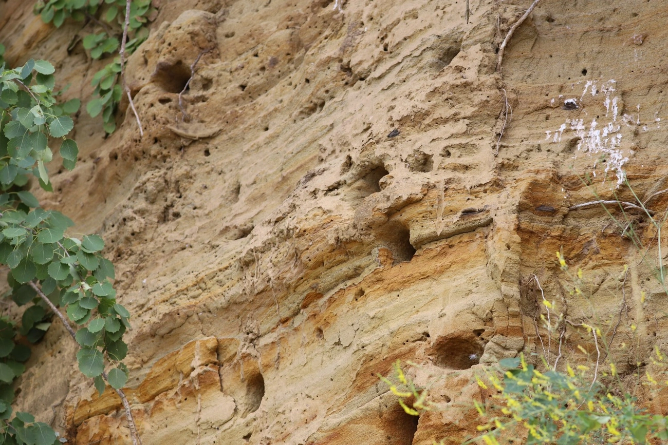 görömböly gyurgyalag