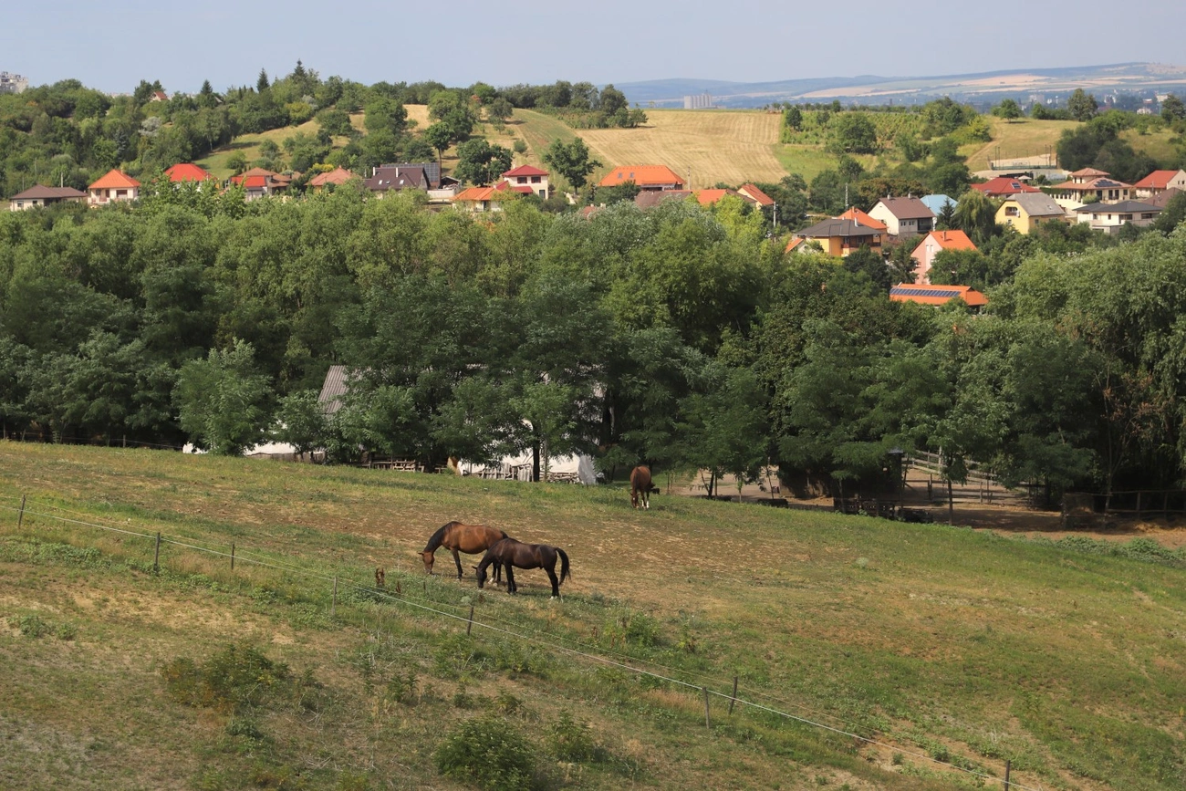 görömböly gyurgyalag