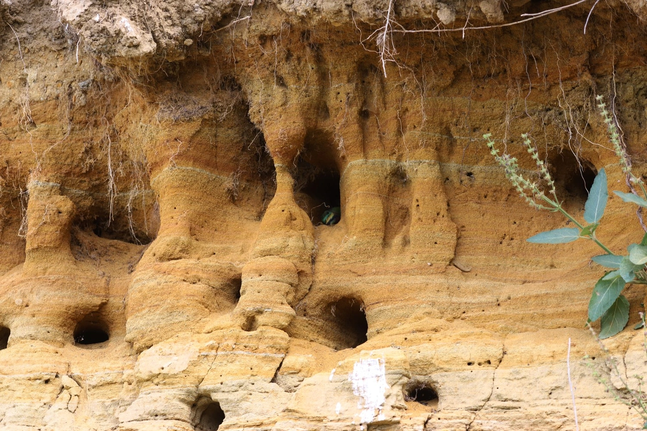 görömböly gyurgyalag