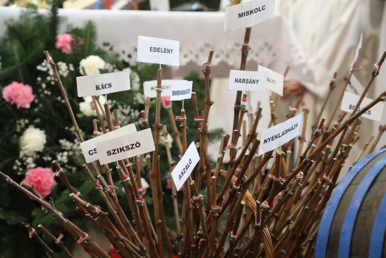 vince napi szőlő vessző szentelés istván nádor borlovagrend
