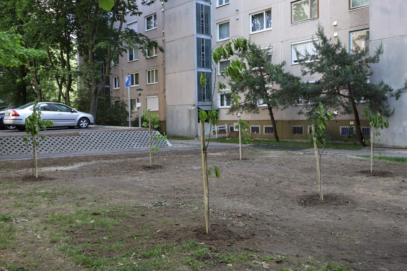 parkoló fa ültetés szarka dénes nyíri utca avas