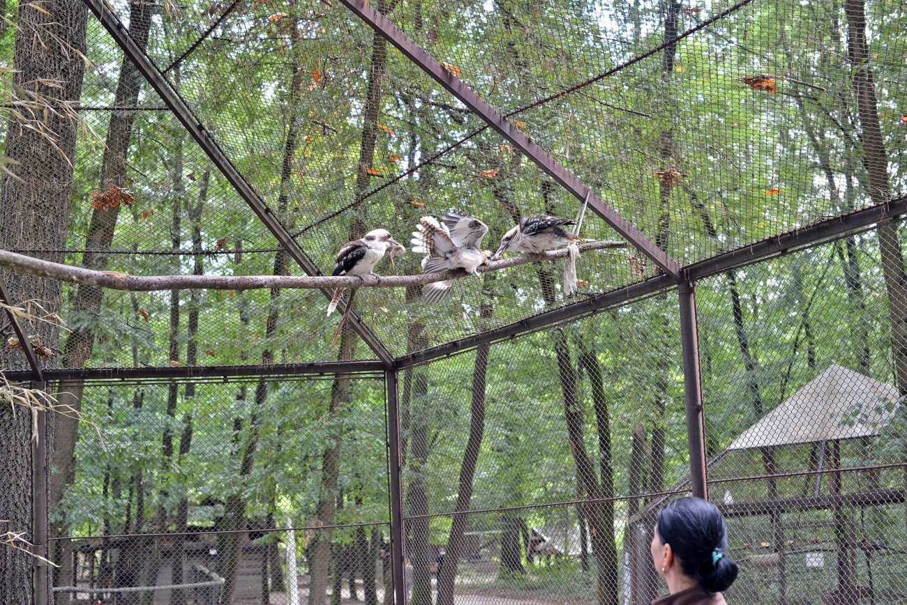 kokabura_fioka_allatkert_20250910-ot_04.jpg (1005.05 KB)