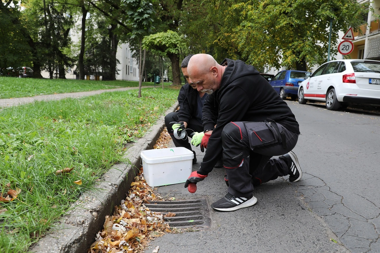 patkanyirtas_del_kilian_251009_ja-3.JPG