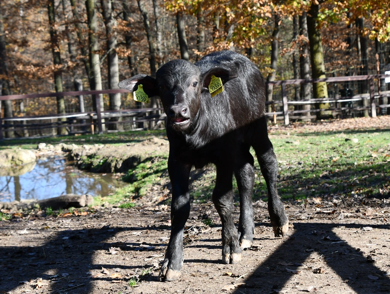 Bivalyborjú született a Miskolci Állatkertben