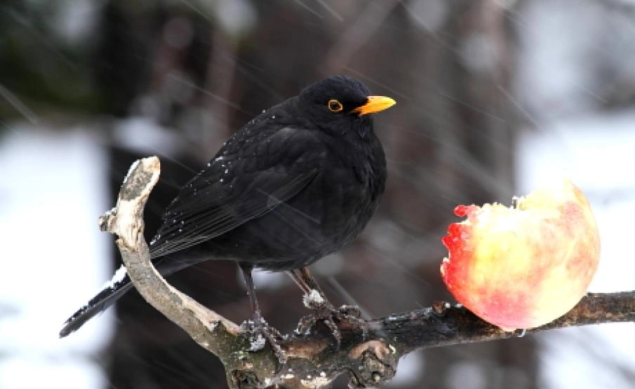 feketerigó_téli_madáretetés, Fotó: MME, Orbán Zoltán