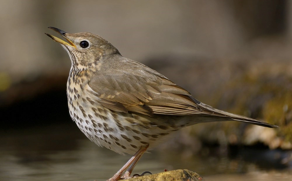 énekes rigó, Fotó: Kovács Norbert, MME