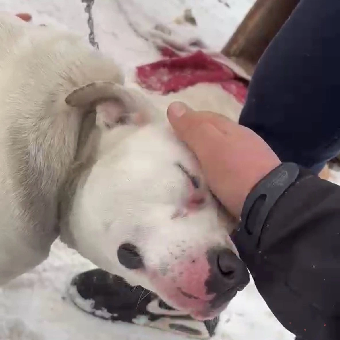 Kutyamentés a Csonka soron. Fotó: DSZÁ Állatmentés