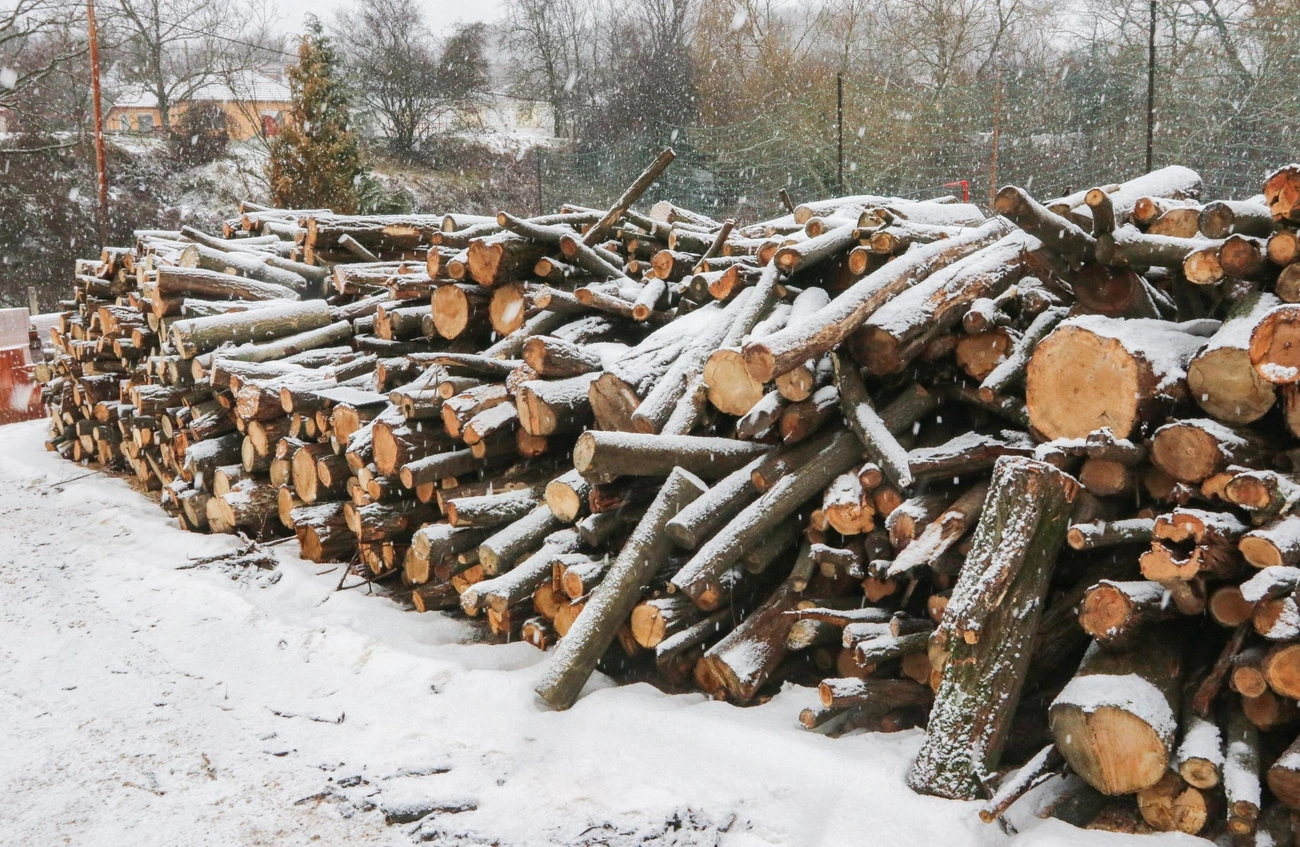 mento_szombiozis_fa_adomany_260128ml-13.jpg (702.43 KB)